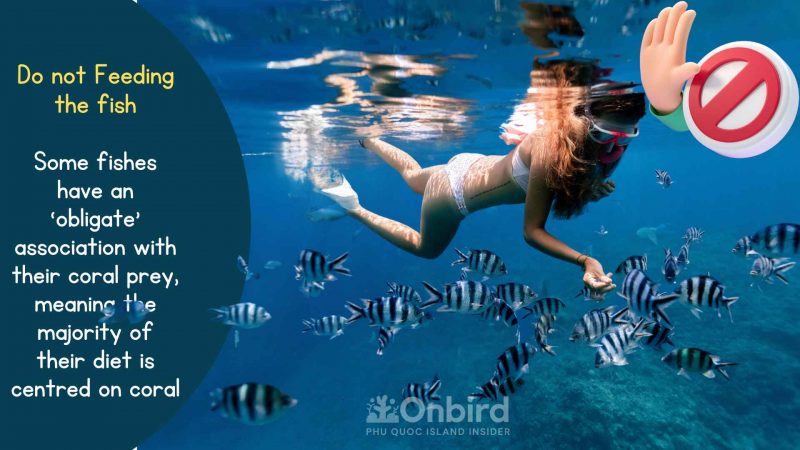 Do not feed the fish while snorkeling & diving & island hopping