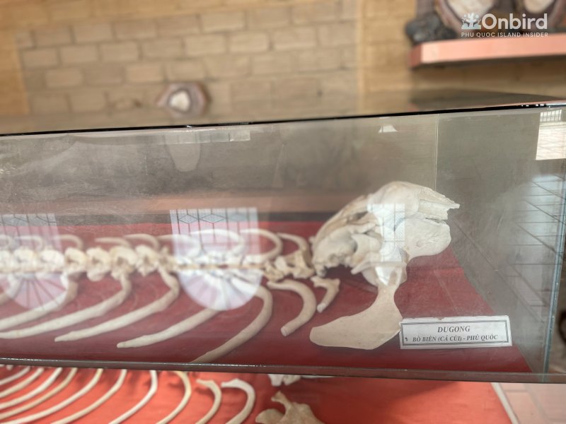 Inside Bao Tang Coi Nguon Museum Phu Quoc (6)