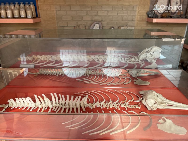 Inside Bao Tang Coi Nguon Museum Phu Quoc (7)