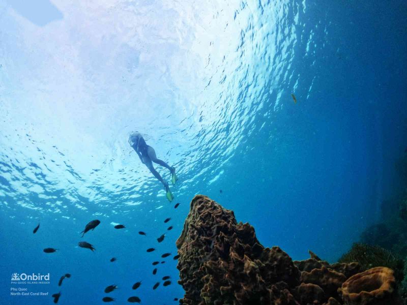 Scientific Snorkeling: The best time to snorkel in Phu Quoc Island