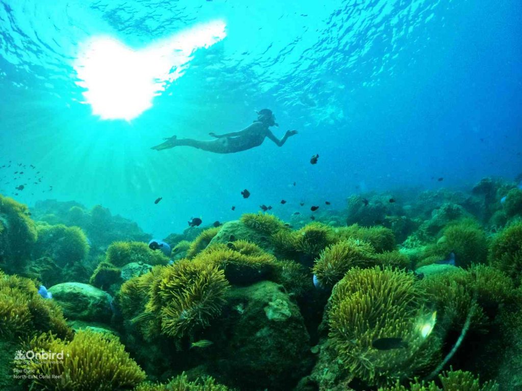 Anemone Gardens on reef slope at the North-east Coral Reef, Phu Quoc Island, Vietnam