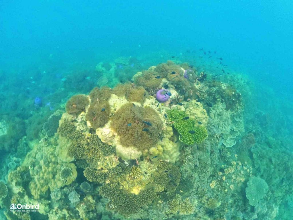 Large anemone gardens in South Phu Quoc Island, Vietnam