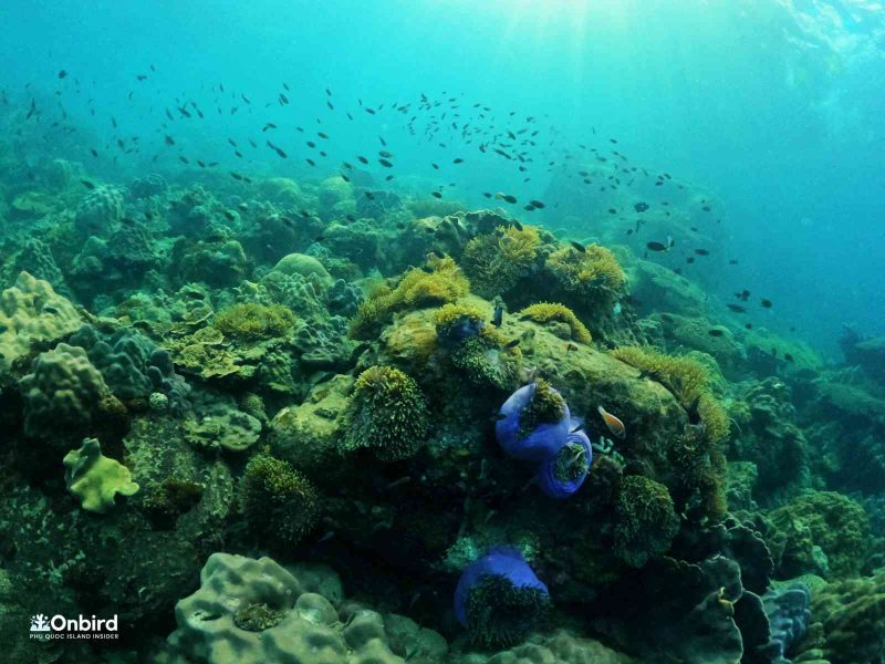 Large anemone gardens in South Phu Quoc Island, Vietnam