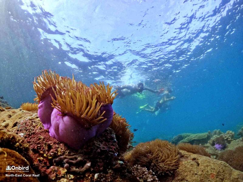 Anemone garden at the North-east Coral Reef, South Phu Quoc Island, Vietnam