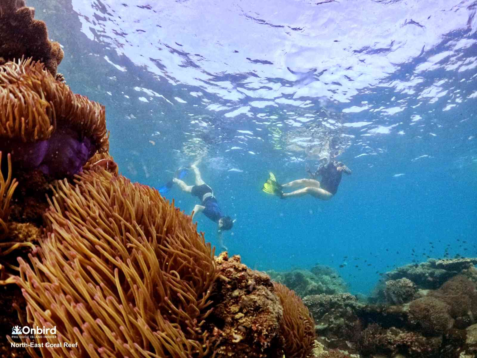 Anemone garden at the North-east Coral Reef, South Phu Quoc Island, Vietnam