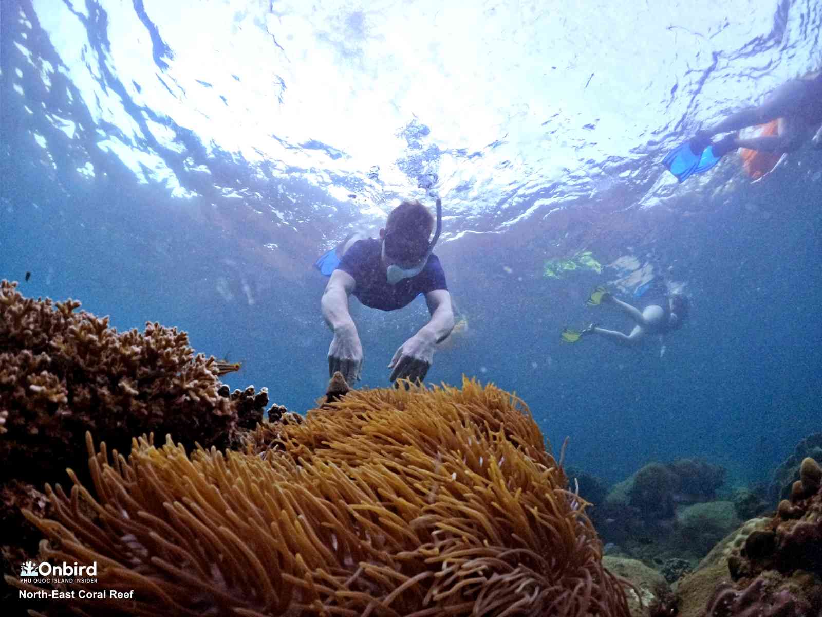 Anemone garden at the North-east Coral Reef, South Phu Quoc Island, Vietnam