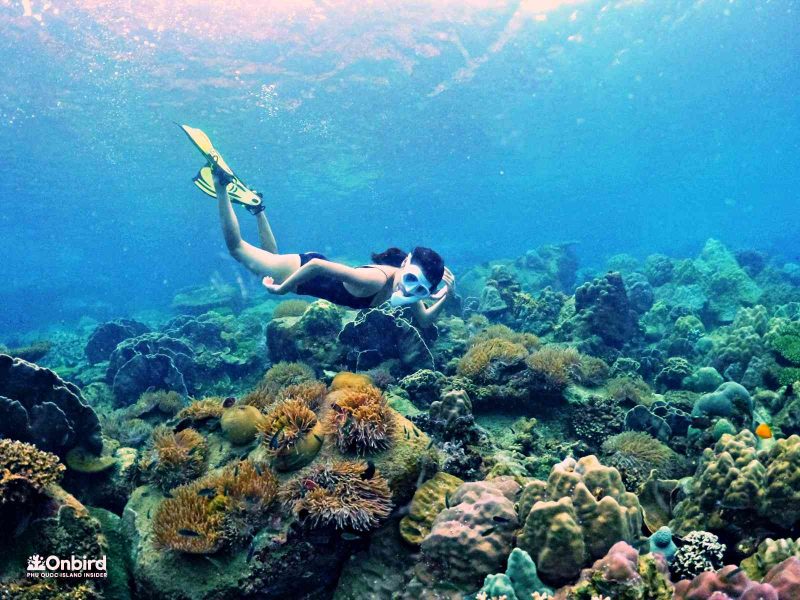 Professional guided discovery snorkeling tour in Phu Quoc to learn about marine life