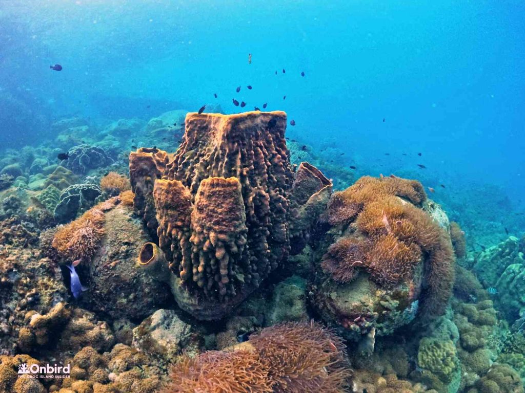 Dcim102goprogopr8415.jpg
