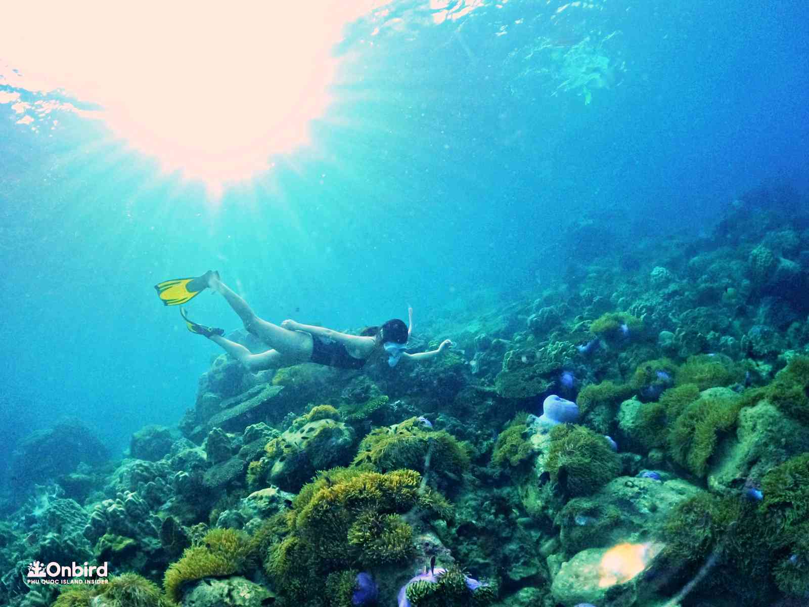 Karen dives down to see Anemone garden and cute clownfish