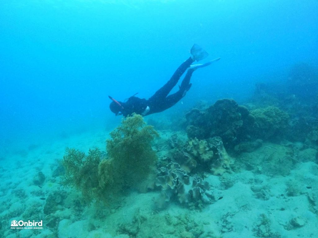 Fan coral in Phu Quoc Island, Vietnam