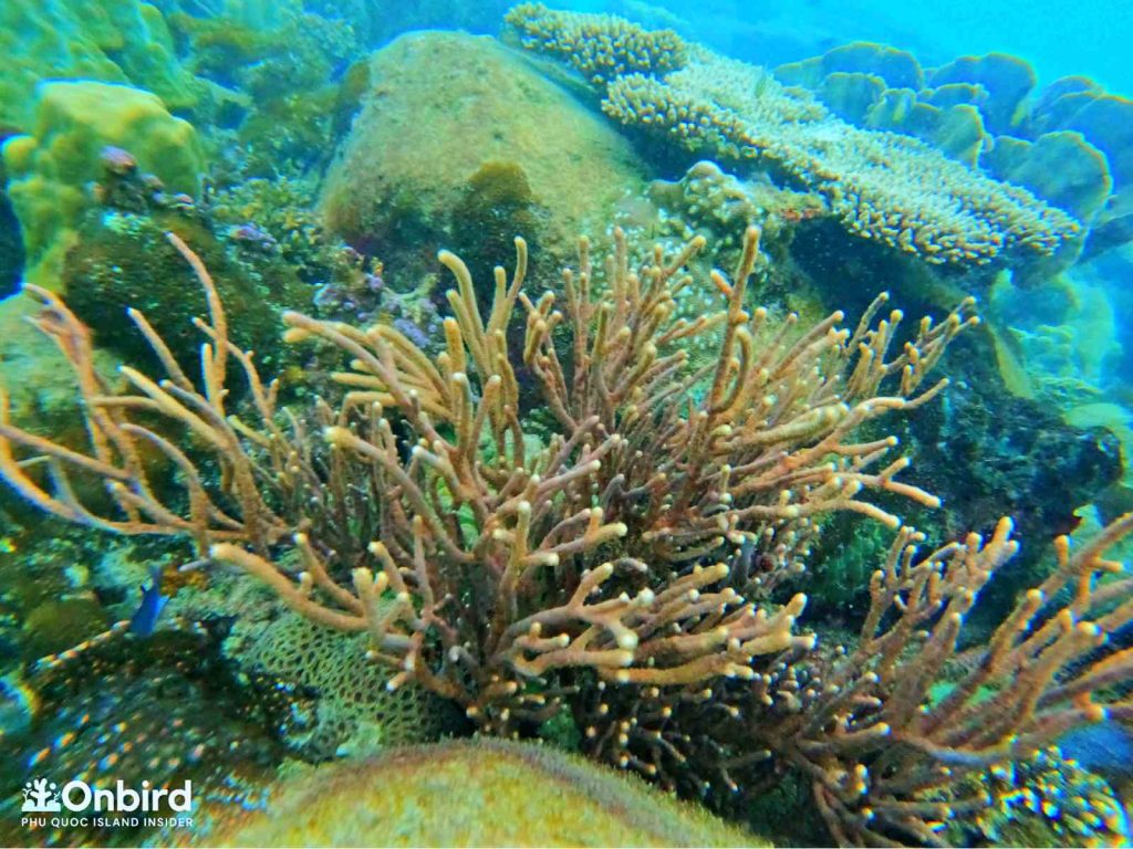 软珊瑚与硬珊瑚之区别- OnBird | Phu Quoc Soft-adventure Journeys
