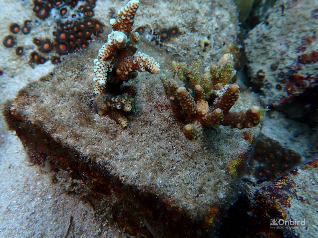 Biorock for coral restoration in the Phu Quoc Island, Vietnam by OnBird Phu Quoc