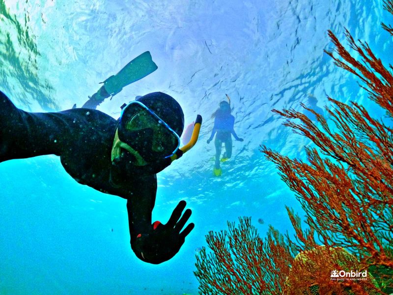 Coral Jungle Reef - the healthiest coral reef in Phu Quoc island, Vietnam