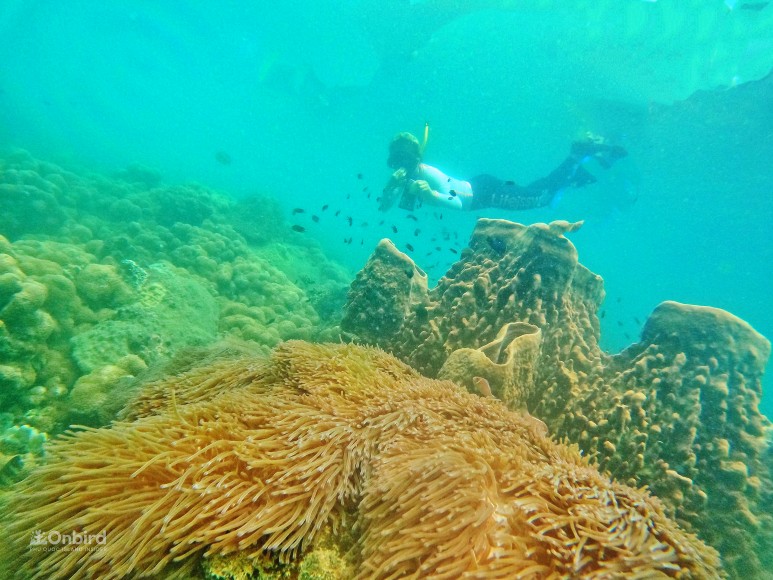 푸꾸옥 스노쿨링 호핑 존스투어보다 온버드 추천 이유 후기 [출처] 푸꾸옥 스노쿨링 호핑 존스투어보다 온버드 추천 이유 후기|작성자 쏘다