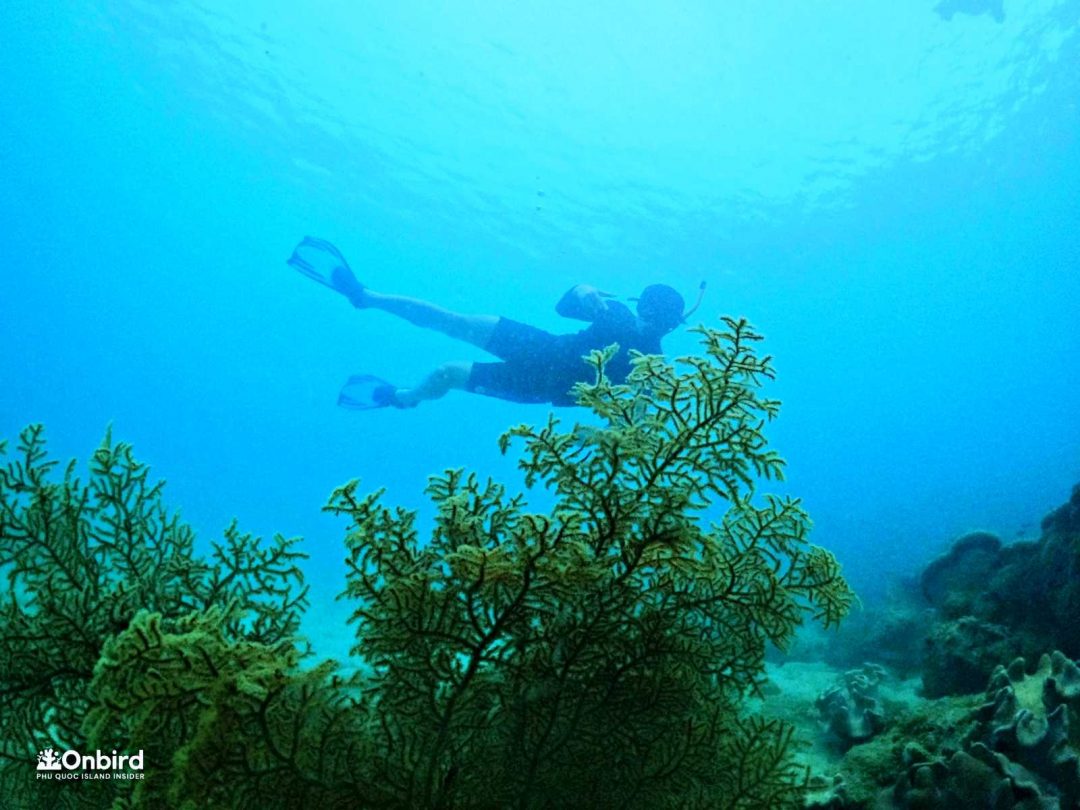 Fan coral at Phu Quoc North-East coral reef