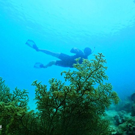 Fan coral at Phu Quoc North-East coral reef