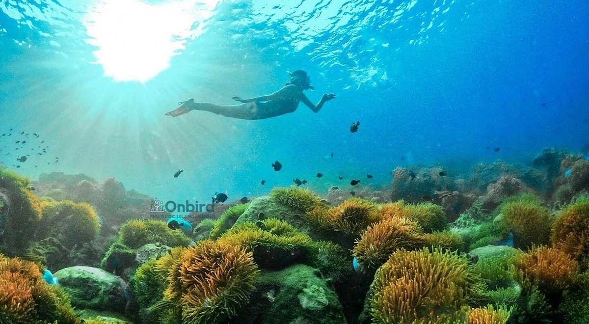 onbird phu quoc free diving