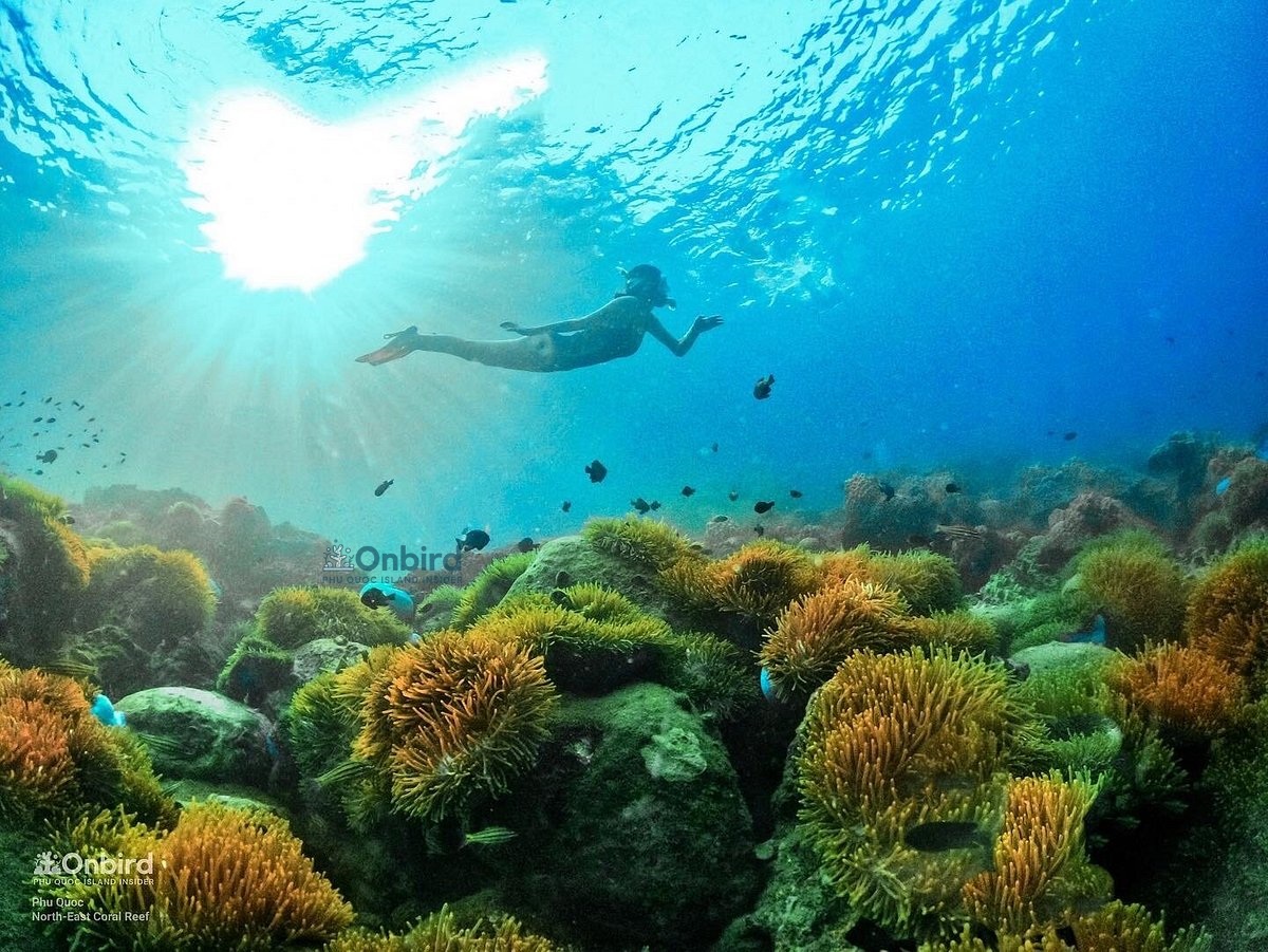 onbird phu quoc free diving