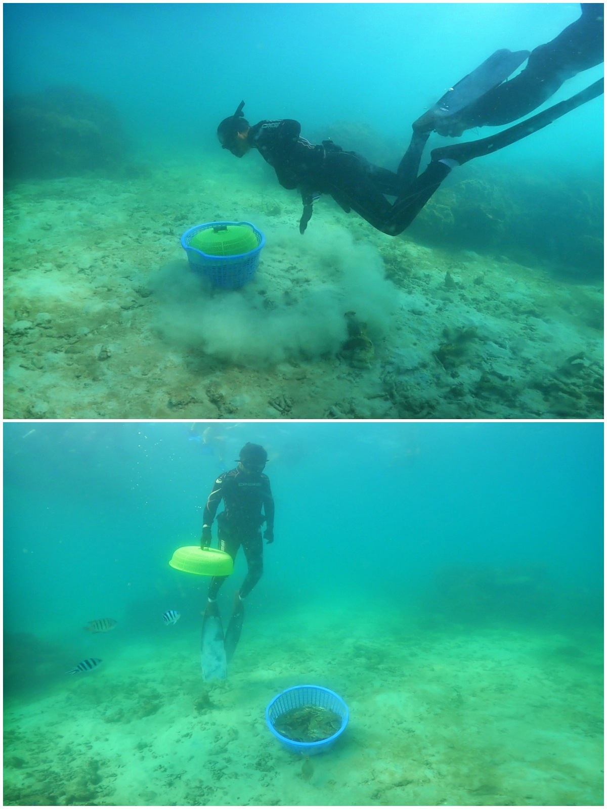Phu Quoc Pregnant Crab Released - Feed the Ocean
