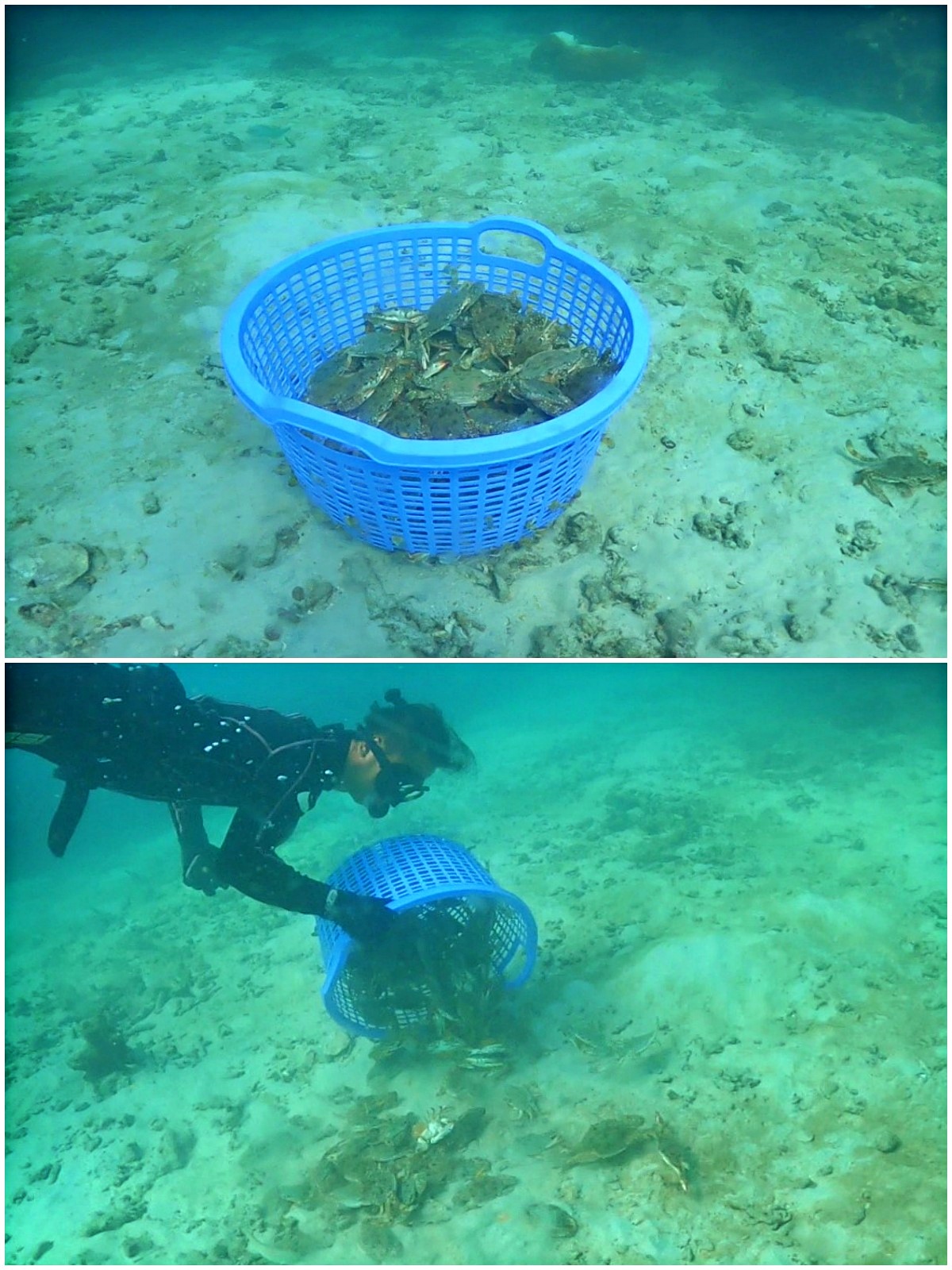 Phu Quoc Pregnant Crab Released - Feed the Ocean