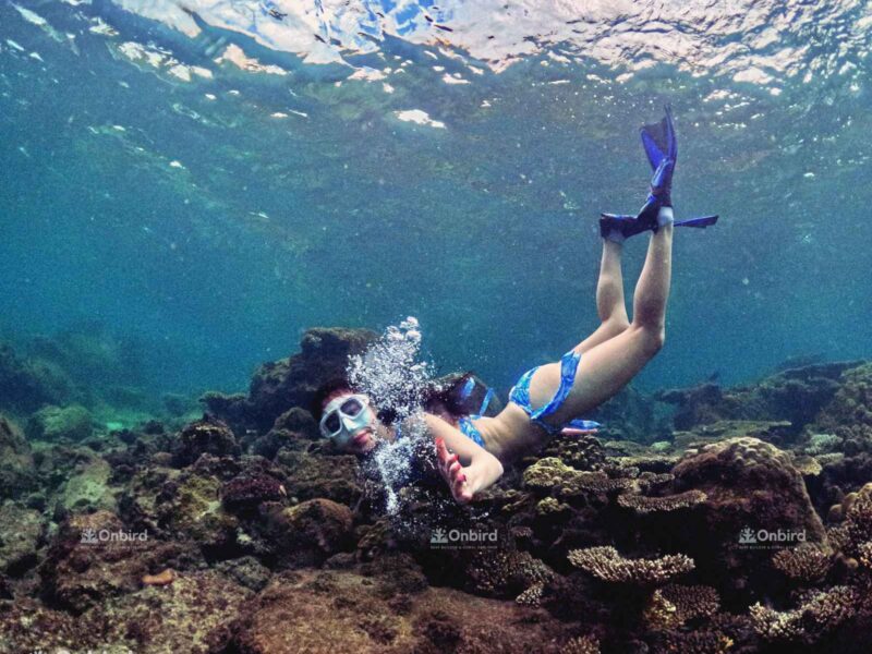 OnBird Sunset BBQ - Snorkeling & Picnic by speedboat