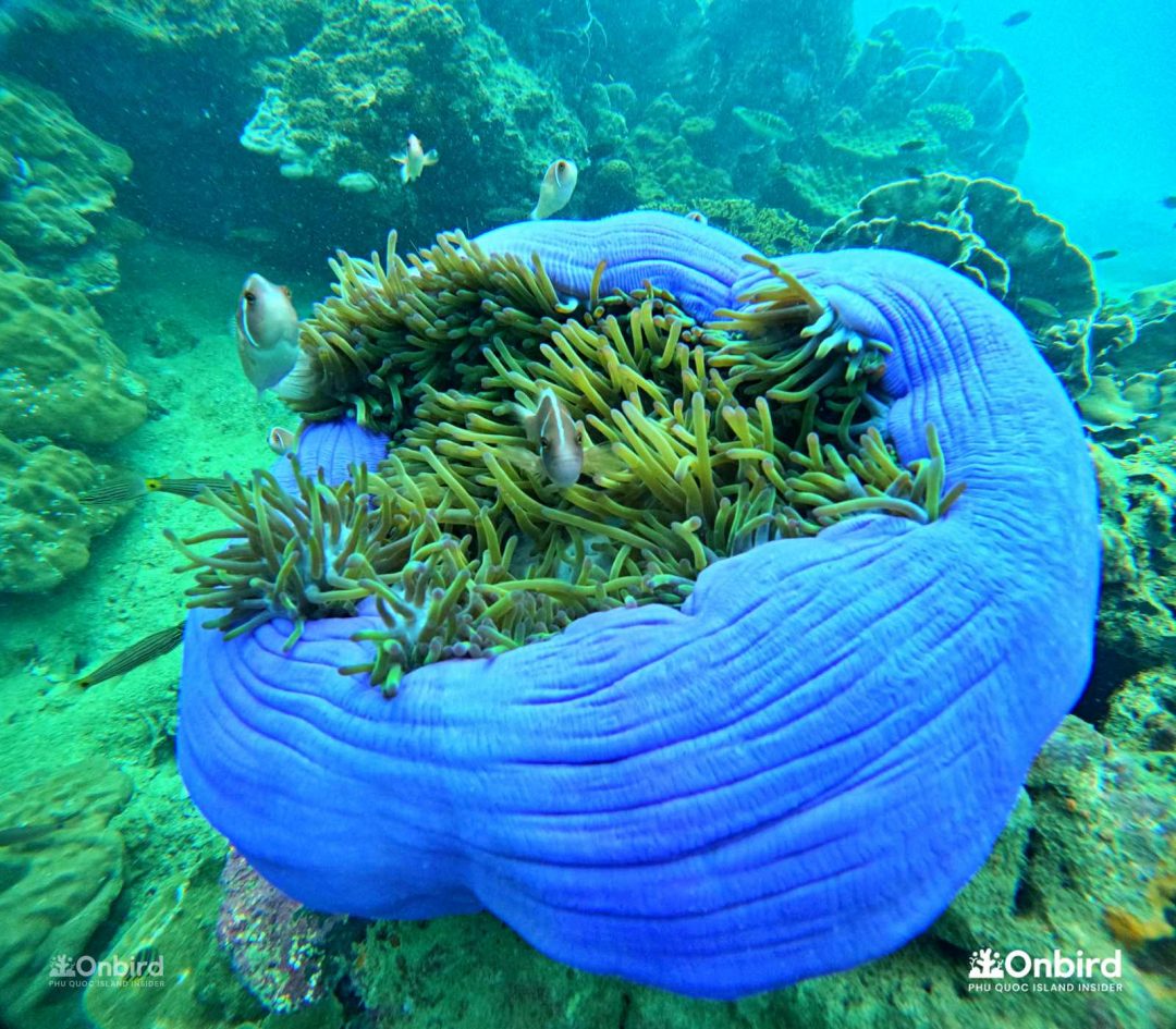 We chose Onbird because we wanted to avoid big mass tours and Onbird focused on conservation and safety - Snorkeling with kids