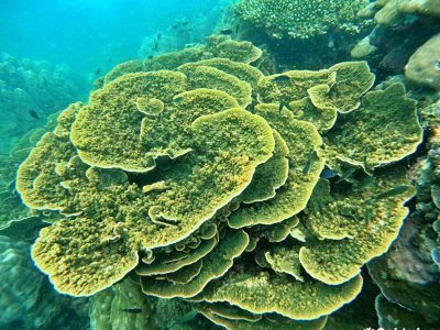 Private Snorkeling tour in Phu Quoc Island, Vietnam