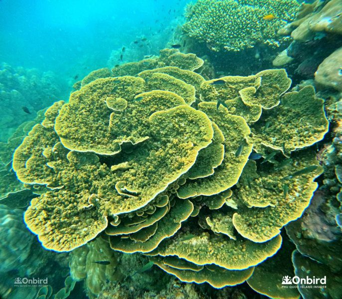 Private Snorkeling tour in Phu Quoc Island, Vietnam