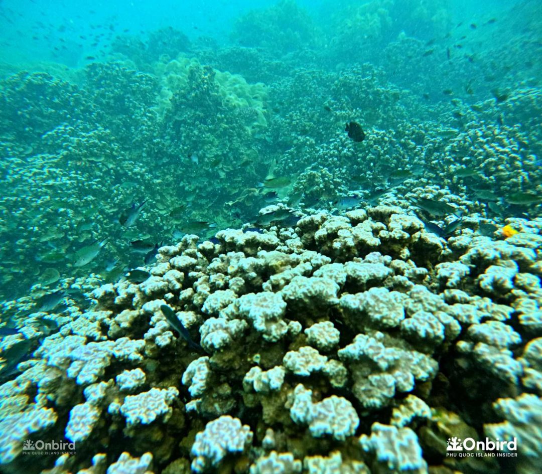 Dcim100goprogopr2483.jpg