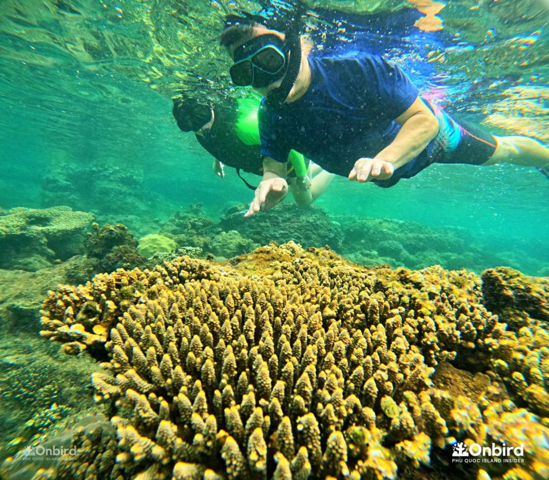 Dry snorkel in snorkeling in Phu Quoc Island, Vietnam