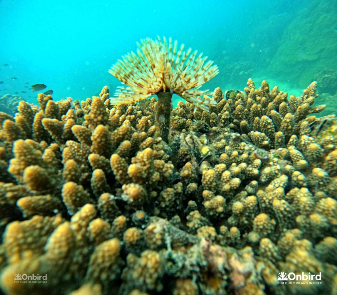 Offshore Reef Restoration