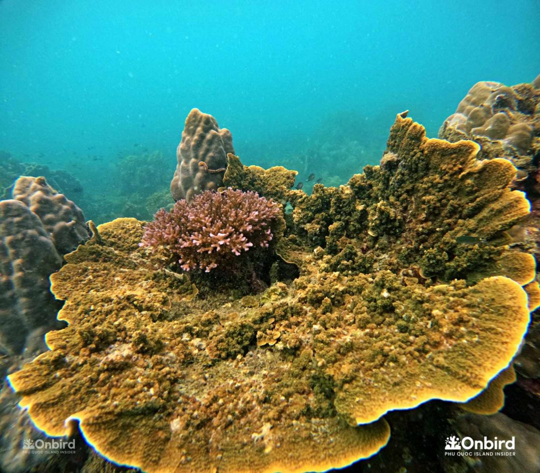 Dcim100goprogopr2522.jpg
