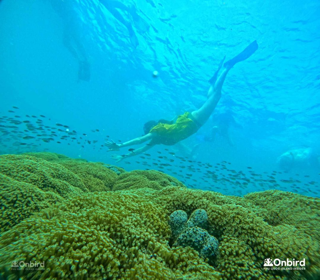 Onbird Phu Quoc Discovery Snorkeling