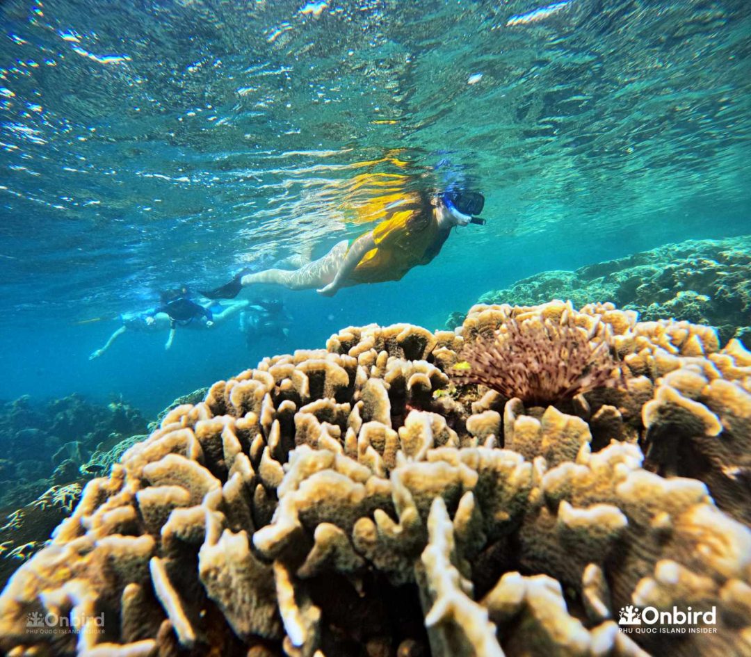 Onbird Phu Quoc Discovery Snorkeling