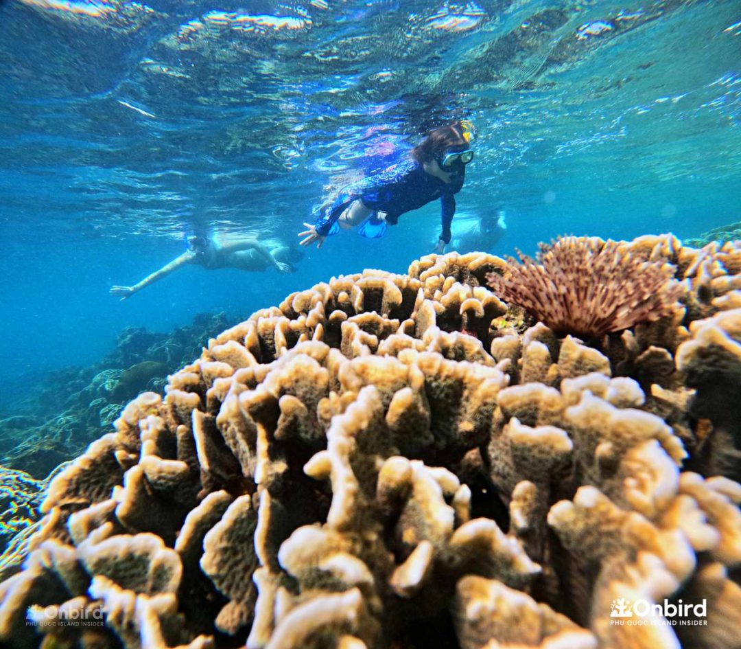 Dcim101goprogopr6450.jpg