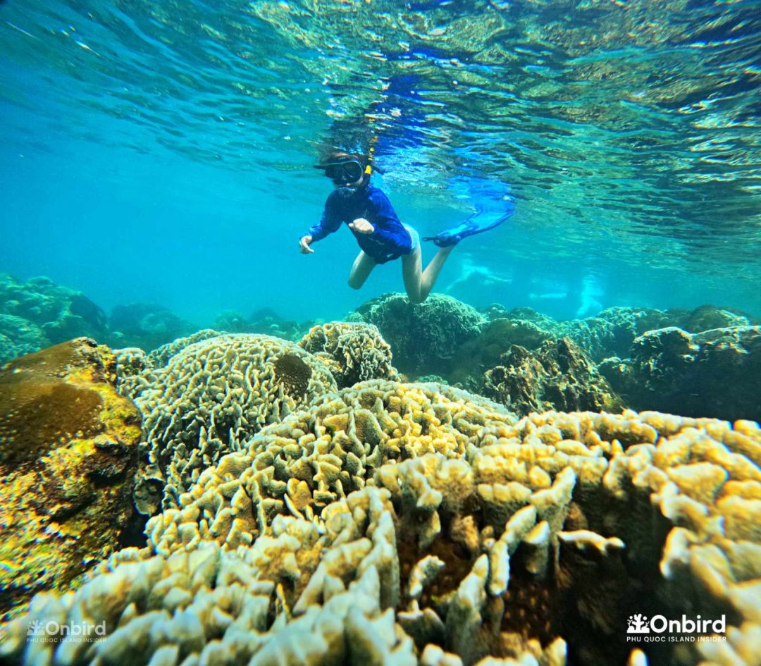 Onbird Phu Quoc Discovery Snorkeling