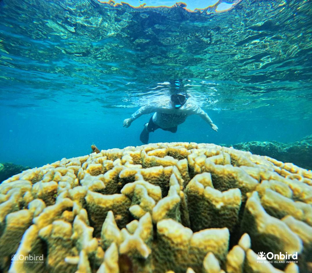 Onbird Phu Quoc Discovery Snorkeling