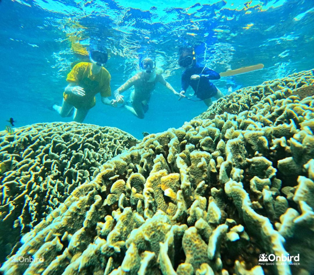 Onbird Phu Quoc Discovery Snorkeling