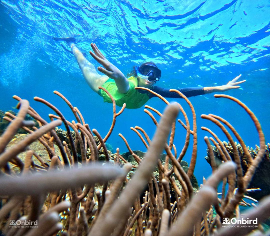 Onbird Phu Quoc Discovery Snorkeling