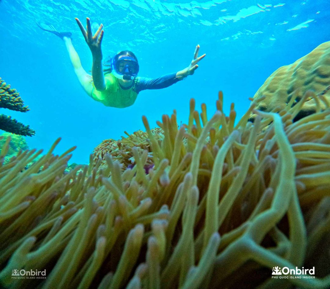 Onbird Phu Quoc Discovery Snorkeling