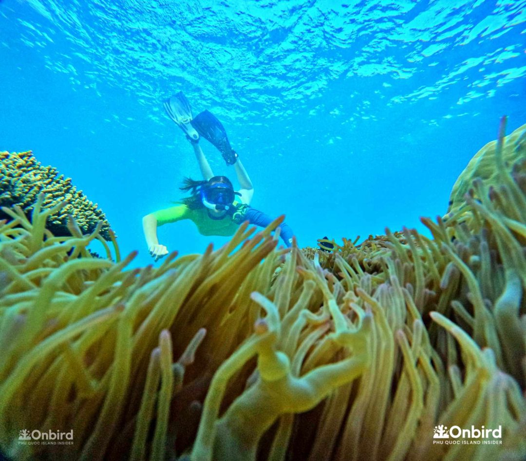 Onbird Phu Quoc Discovery Snorkeling