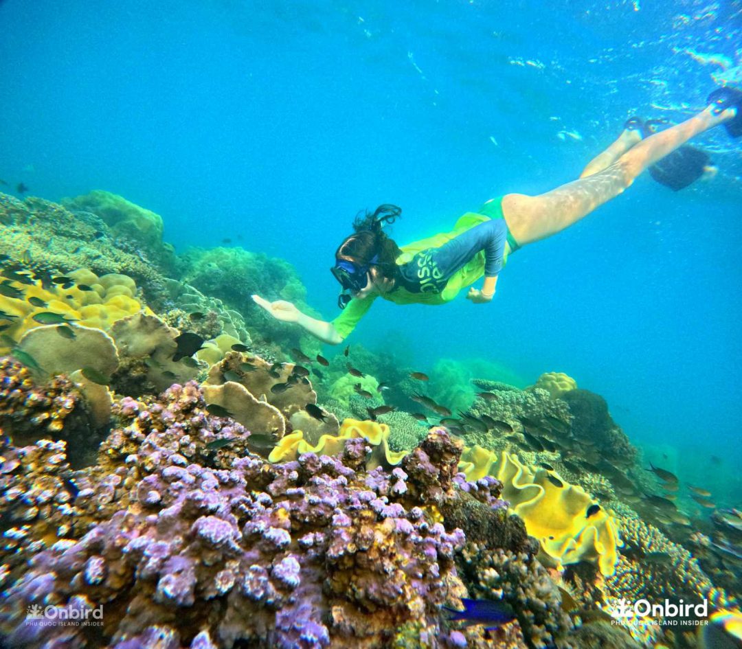 How important are coral reefs Phu Quoc snorkeling