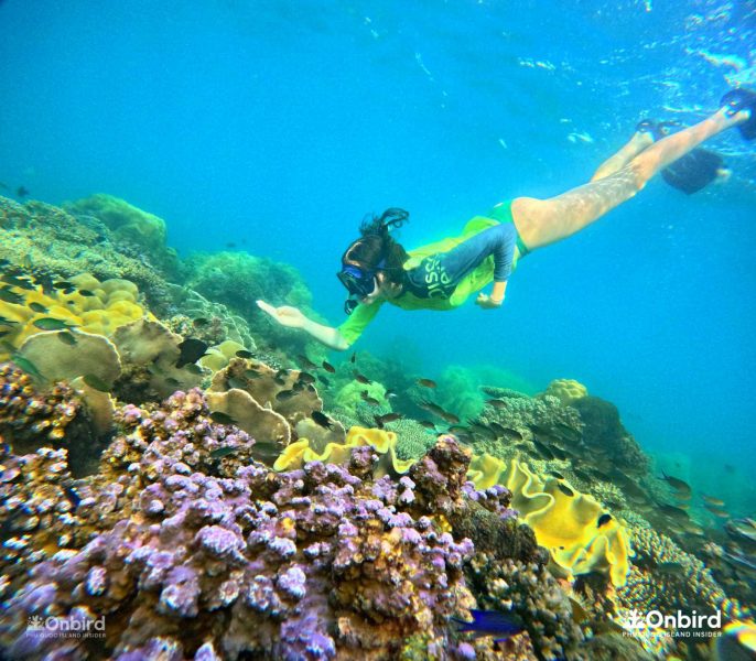 How important are coral reefs Phu Quoc snorkeling