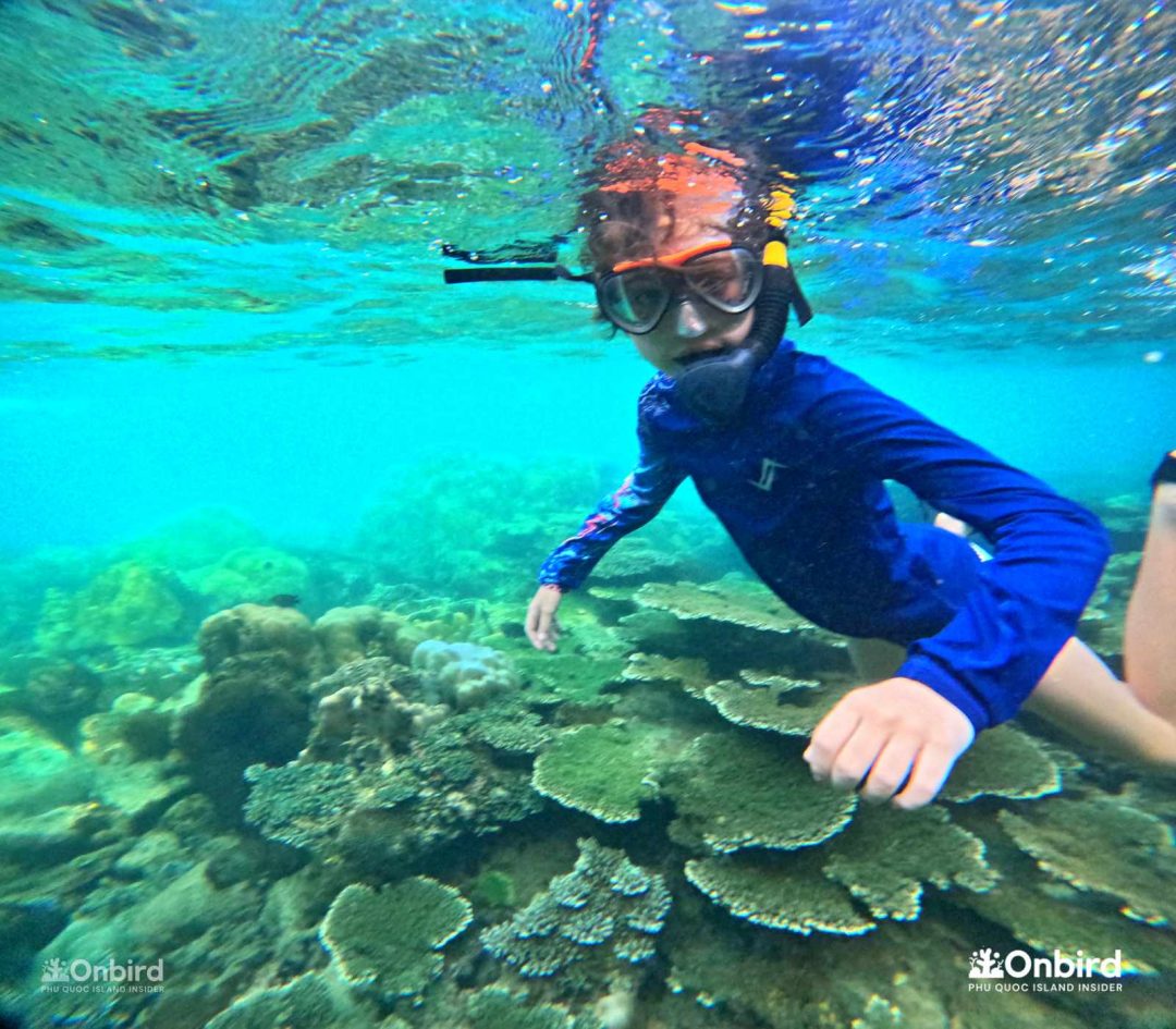 mat na chong mo suong phu quoc - onbird phu quoc