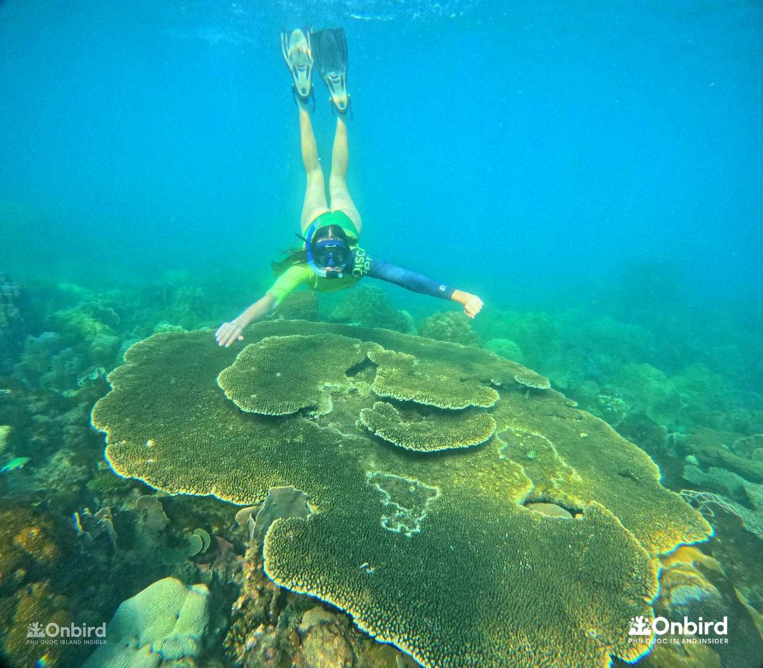 Discovery Snorkeling