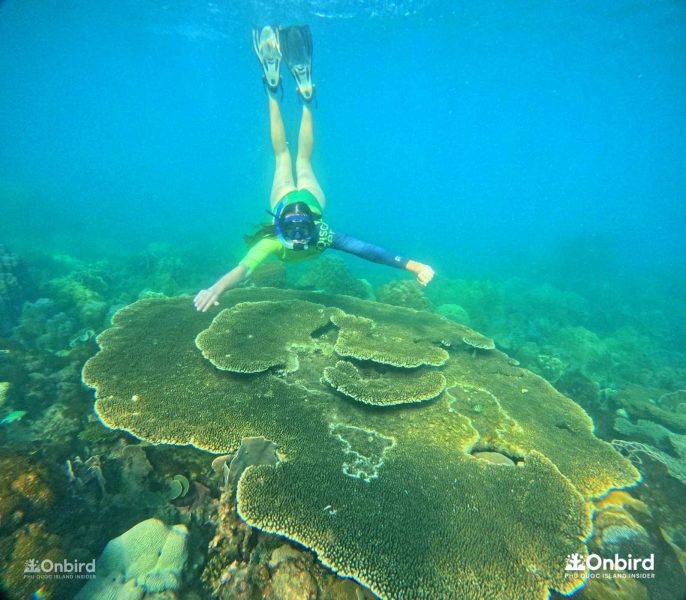 Discovery Snorkeling