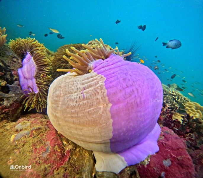 Why does the base of this anemone have two different colors?