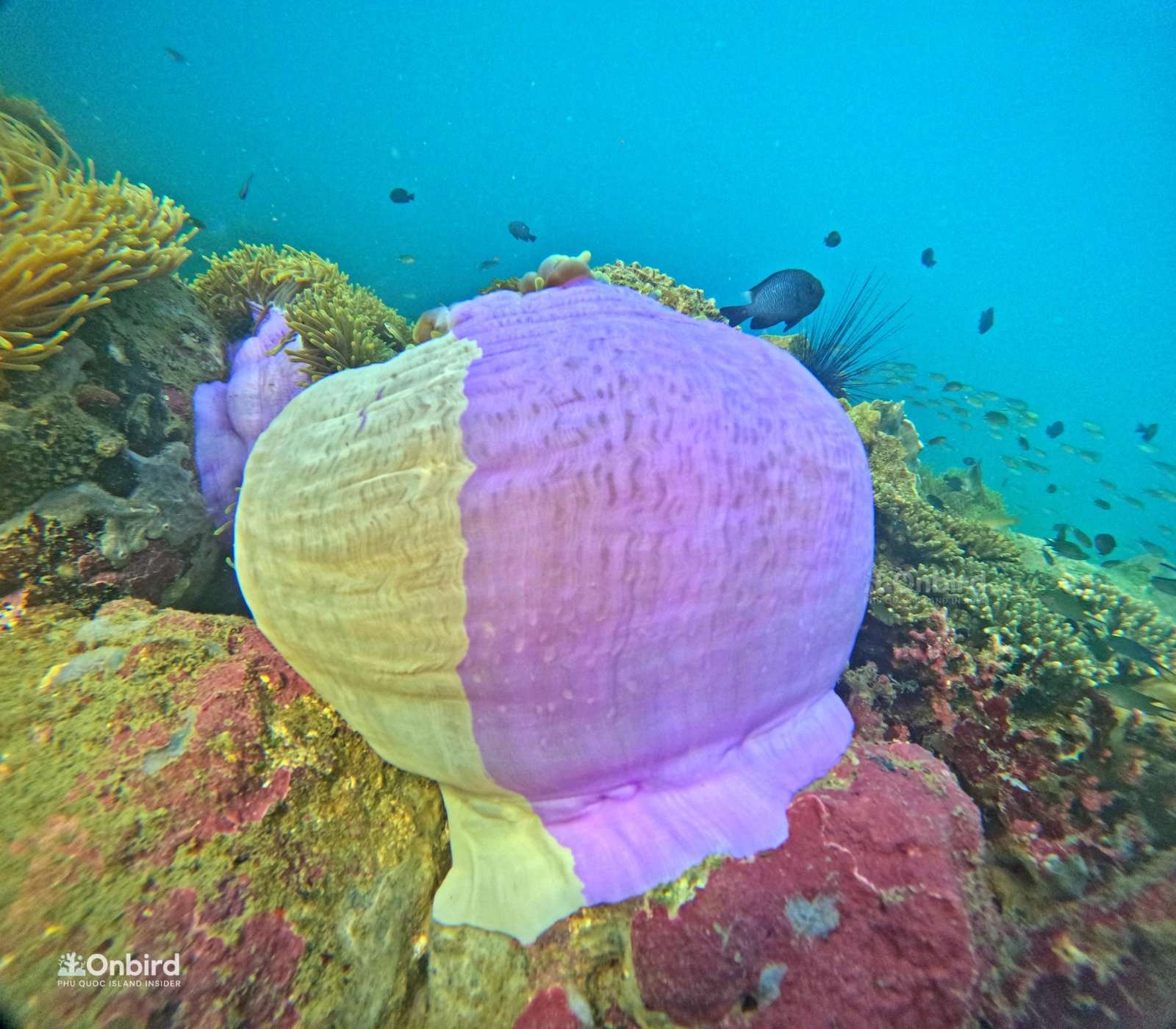 Why does the base of this anemone have two different colors?