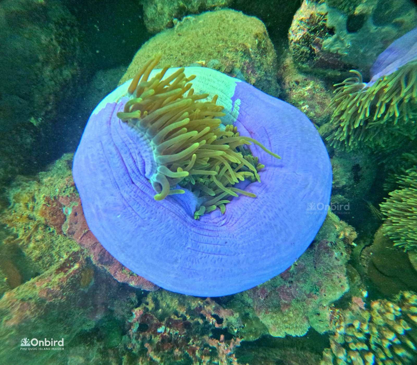 Why does the base of this anemone have two different colors?