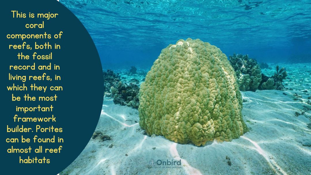 Porites Lutea Coral or Hump Coral - A Genus of Stony Coral: I am an alive Coral but not a dead Rock